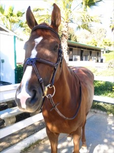 Figure 8 Noseband - Ascot by Five Star Tack