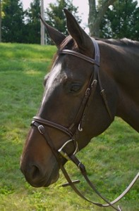 Ainsley Flash bridle