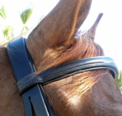 Five Star Tack Dressage Bridle Crownpiece and Browband side view