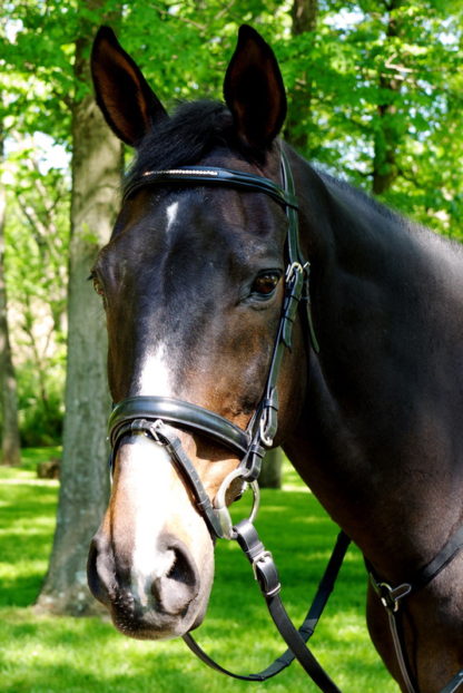 Waverly Dressage Bridle by Five Star Tack