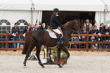 Kentucky Horsewear Pastern Wraps In Use