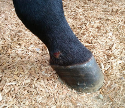 lame no pastern wraps