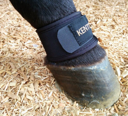 pastern wraps hind legs