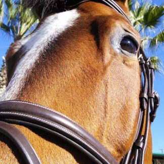 Horse Bridles