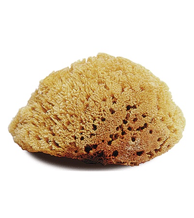 https://www.fourstarbrand.com/wp-content/uploads/2013/10/natural-tack-cleaning-sponge.jpg