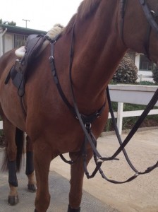 breastplate with running martingale attachment