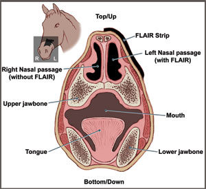 flair nasal strips