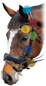 Rolled double bridle biomechanics