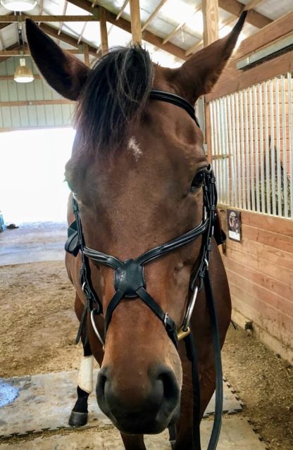 Vespucci Figure 8 Bridle Cob Black