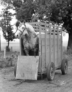 Horse Trailering