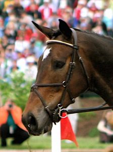 bit burr on horse