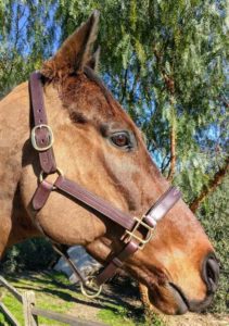 Vespucci fancy stitched leather halter