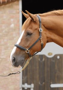 padded leather halter